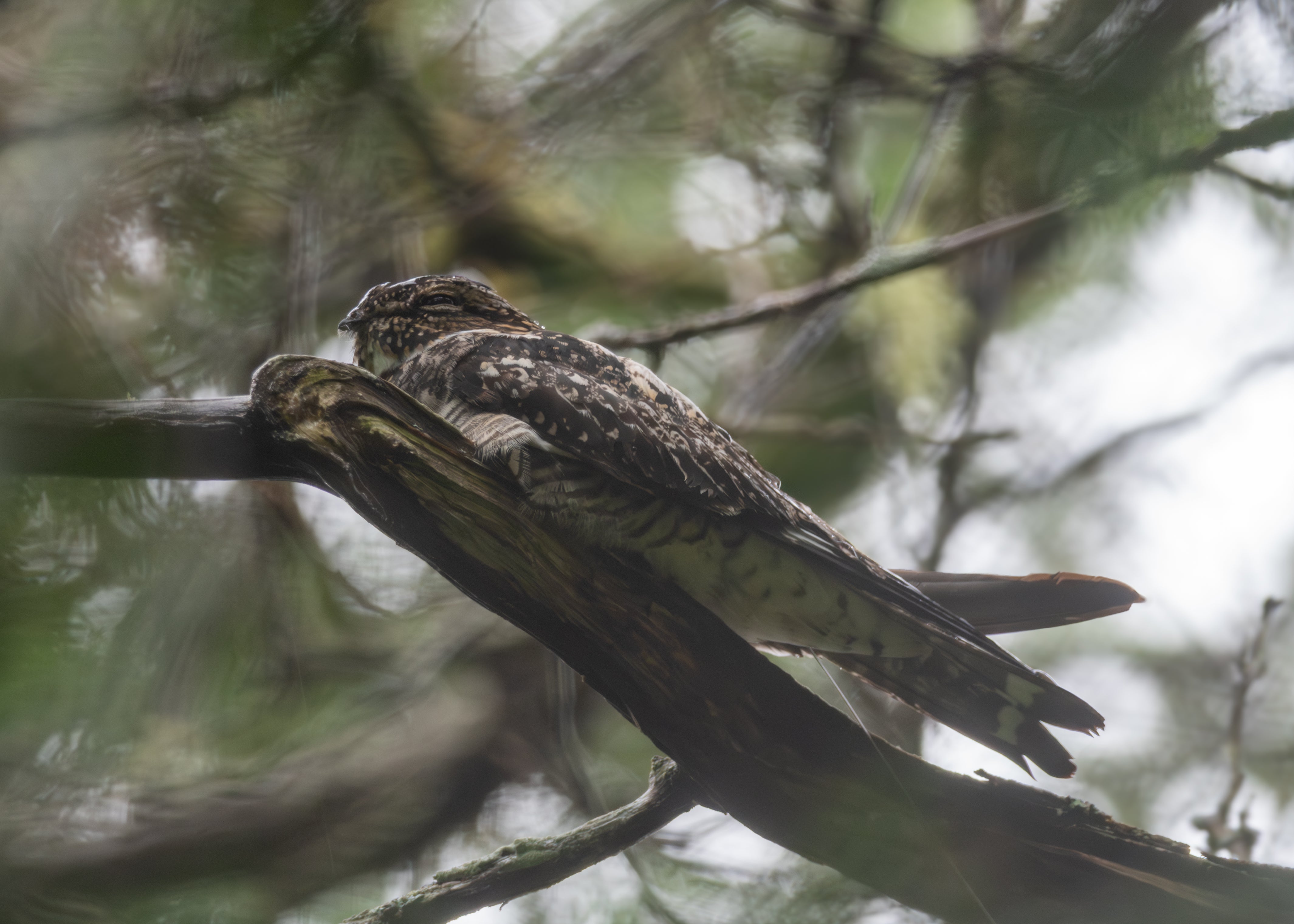 A small brown bird perched on a branch
